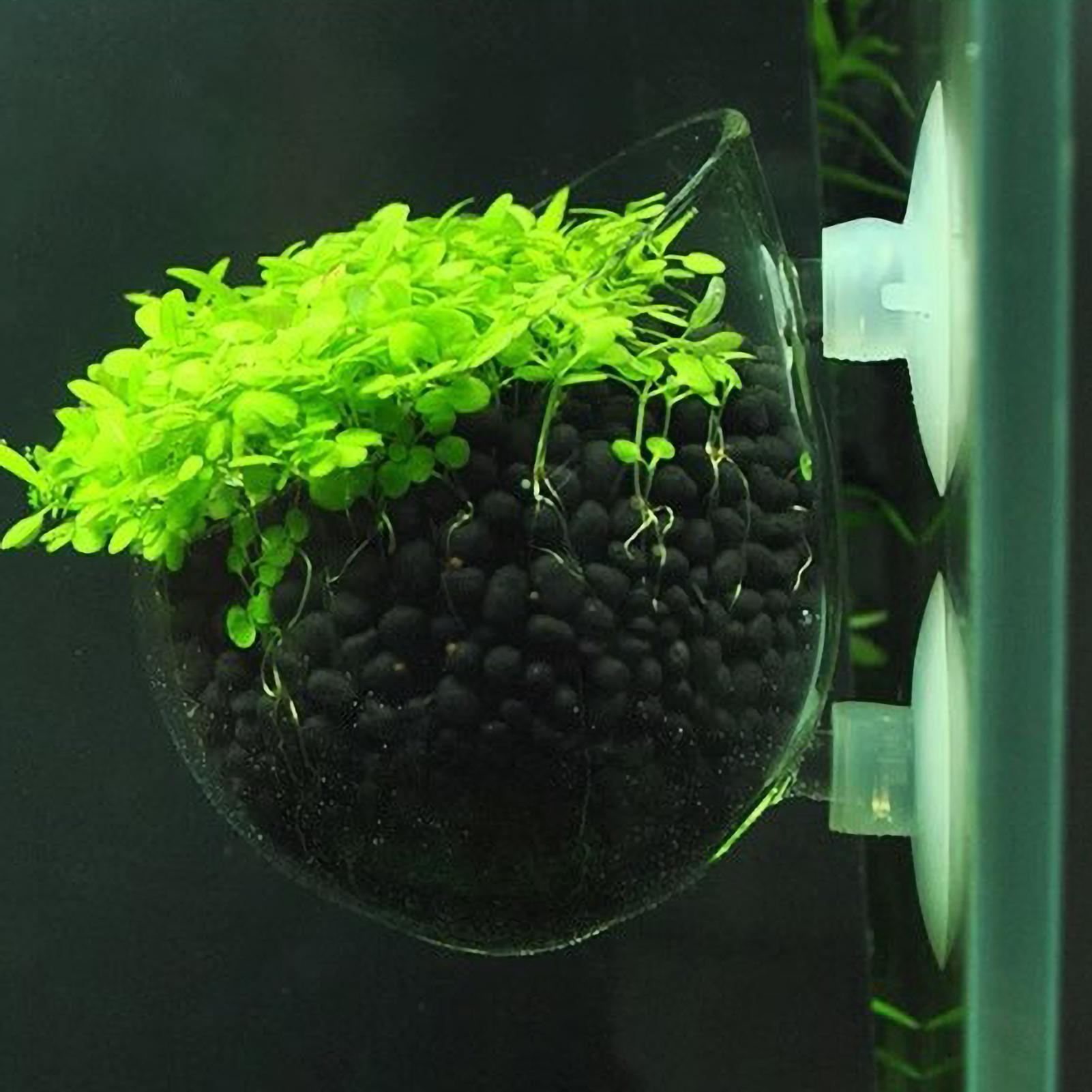 Aquarium Plant Design - Tempat Tanaman Akuarium Kaca dengan Suction