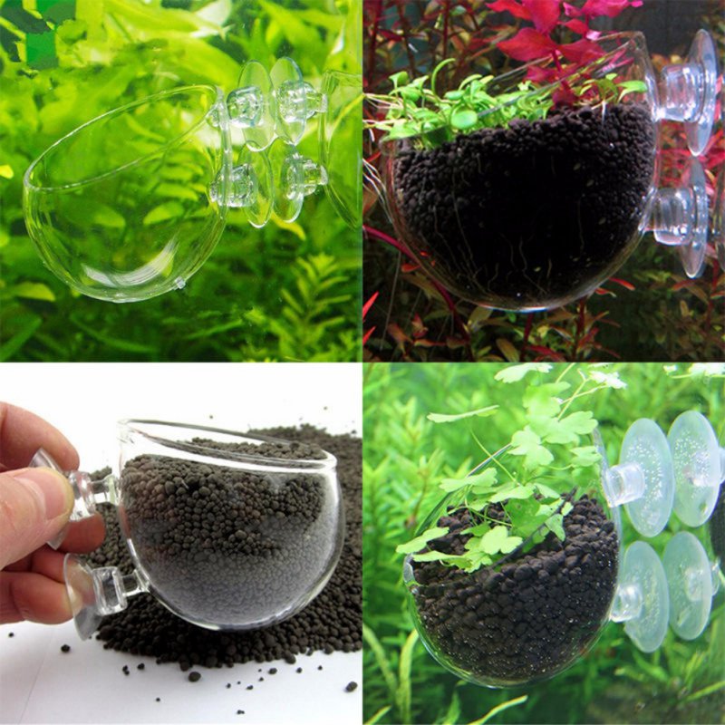 Aquarium Planted Seeds - Akuarium Pot tanaman gantung gelas silinder