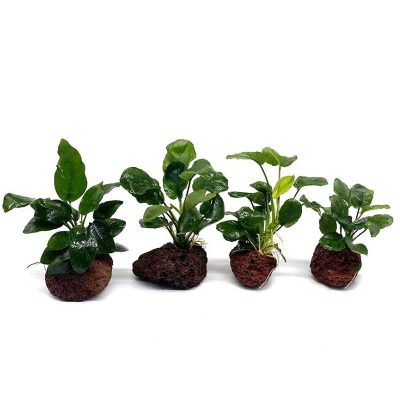 Dekorasi Akuarium Vulkanik Tan - Aquarium Plant Design ulasan dan harga