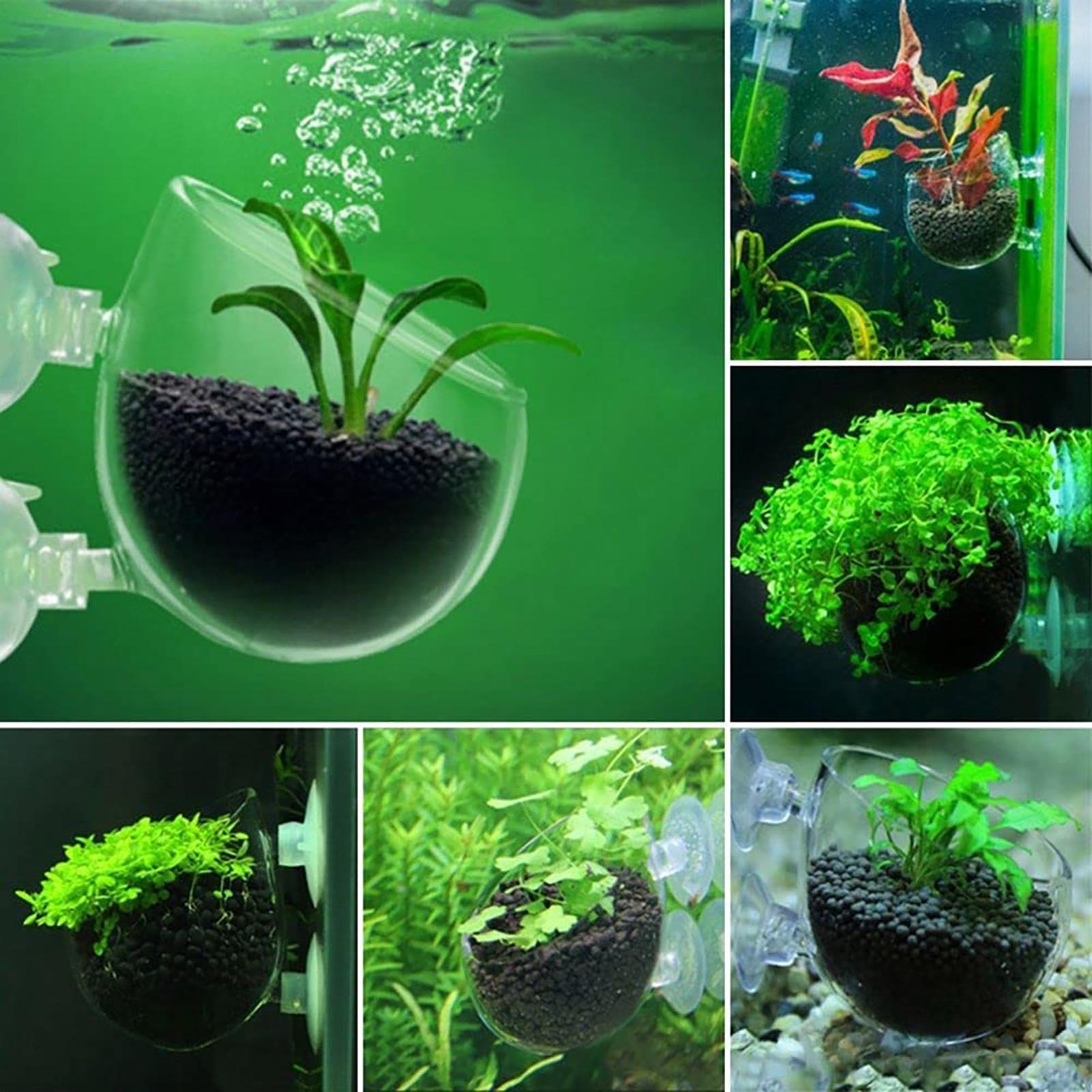 Pot Tanaman Akuarium Cangkir S - Aquarium Planted Seeds ulasan dan harga