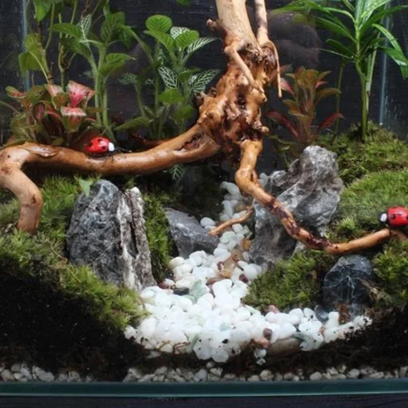 Pohon alami kayu apung akuariu - Aquarium Plant Design ulasan dan harga