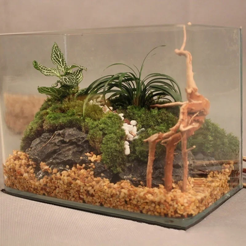 Pohon alami kayu apung akuariu - Aquarium Plant Design ulasan dan harga