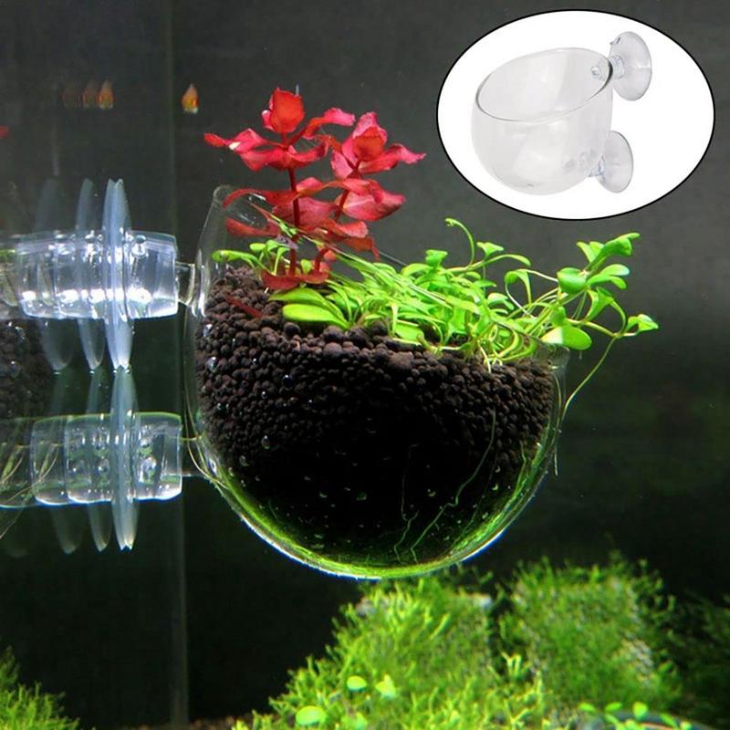 Pot tanaman akuarium cangkir s - Aquarium Planted Seeds ulasan dan harga