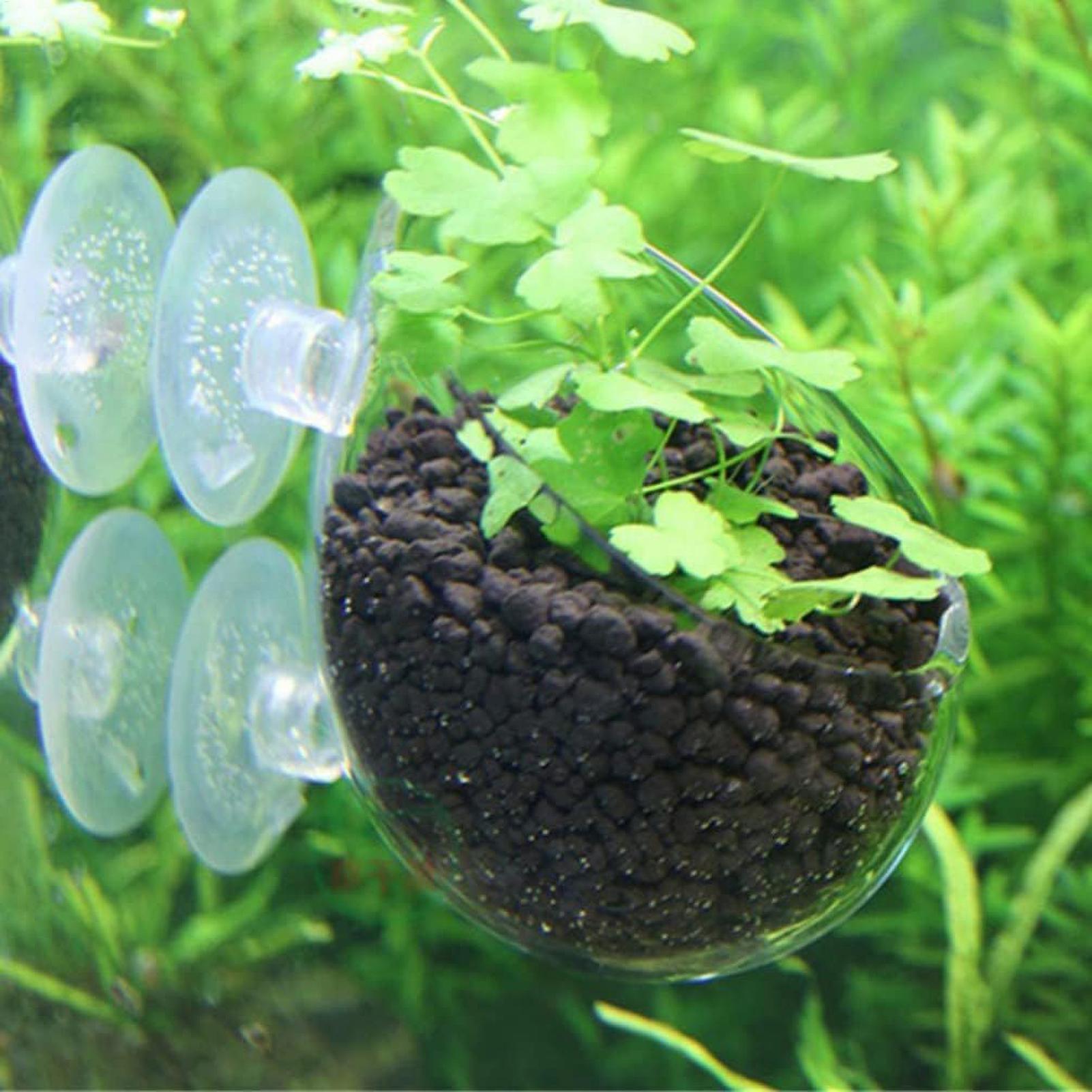 Tempat Tanaman Akuarium Kaca d - Aquarium Plant Design ulasan dan harga