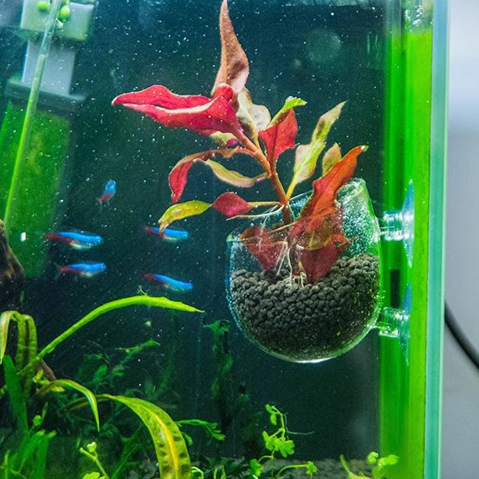 Tempat Tanaman Akuarium Kaca d - Aquarium Plant Design ulasan dan harga