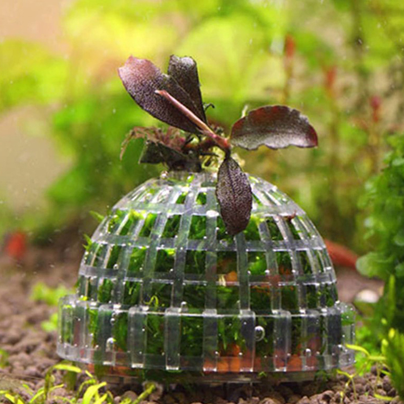 Promo Besar Perlengkapan Hewan - Aquarium Plants For Sale ulasan dan harga