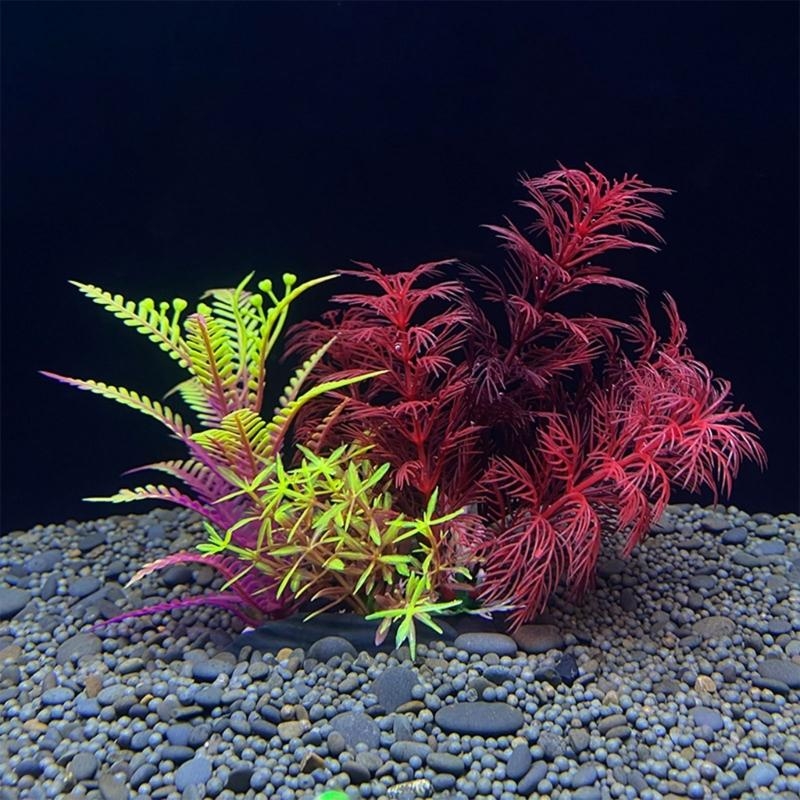 Tanaman Dekorasi Akuarium Buat - Aquarium Plants For Sale ulasan dan harga