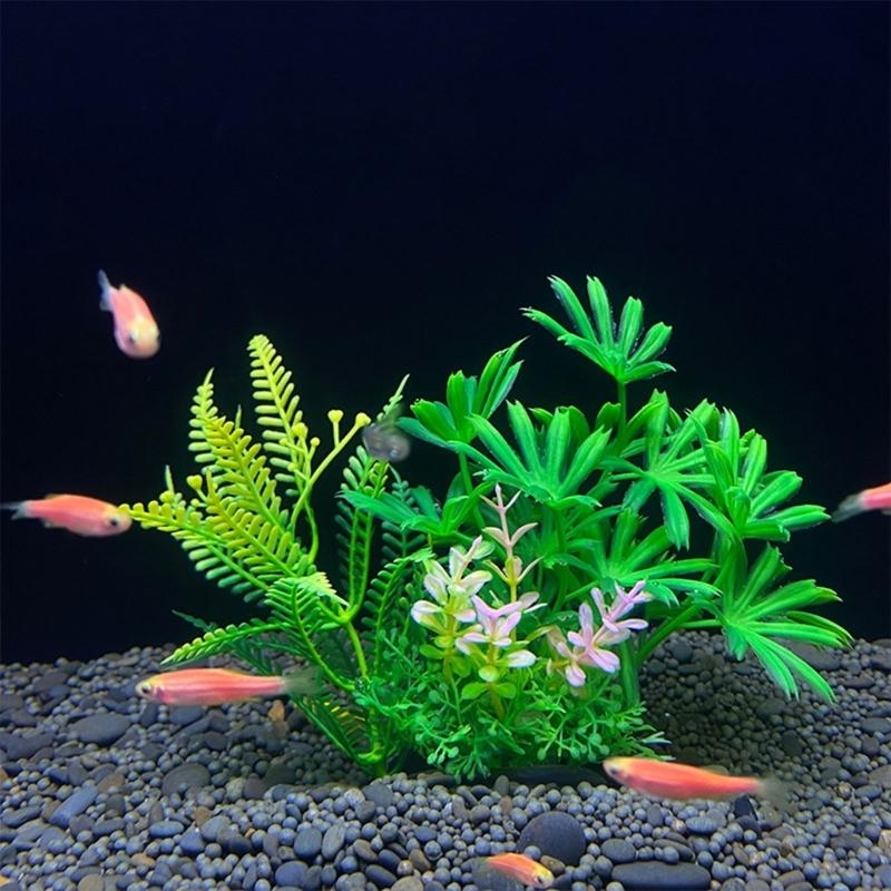 Tanaman Dekorasi Akuarium Buat - Aquarium Plants For Sale ulasan dan harga