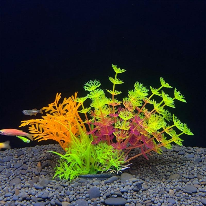 Tanaman Dekorasi Akuarium Buat - Aquarium Plants For Sale ulasan dan harga