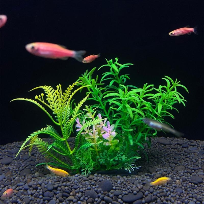 Tanaman Dekorasi Akuarium Buat - Aquarium Plants For Sale ulasan dan harga