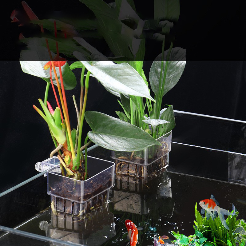 1 buah keranjang tanaman hidro - Aquarium Planted Seeds ulasan dan harga