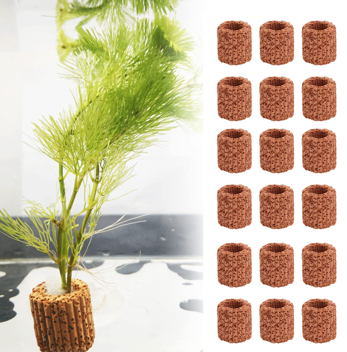 10/20 buah tanaman air akuatik - Aquarium Plant Design ulasan dan harga