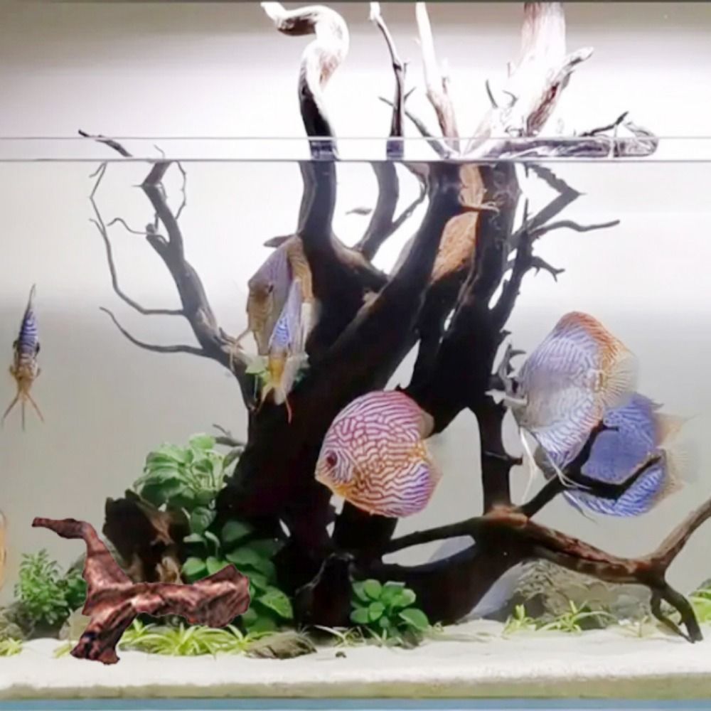 Kayu Karang Bentuk Tidak Berat - Aquarium Plant Design ulasan dan harga