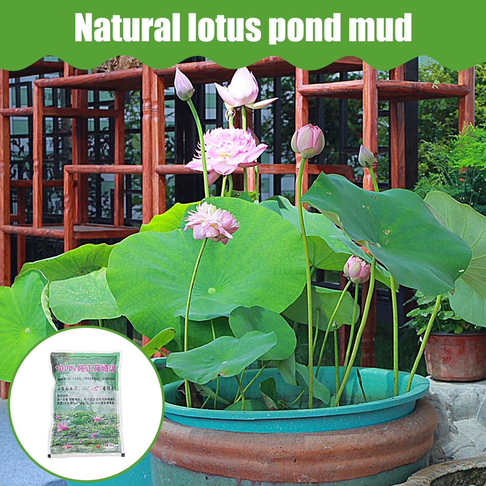 200g/kantong Tanah Akuarium Al - Aquarium Planted Seeds ulasan dan harga
