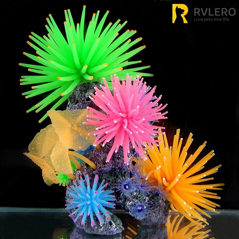 Anemone hiasan akuarium, hiasa - Aquarium Plant Design ulasan dan harga