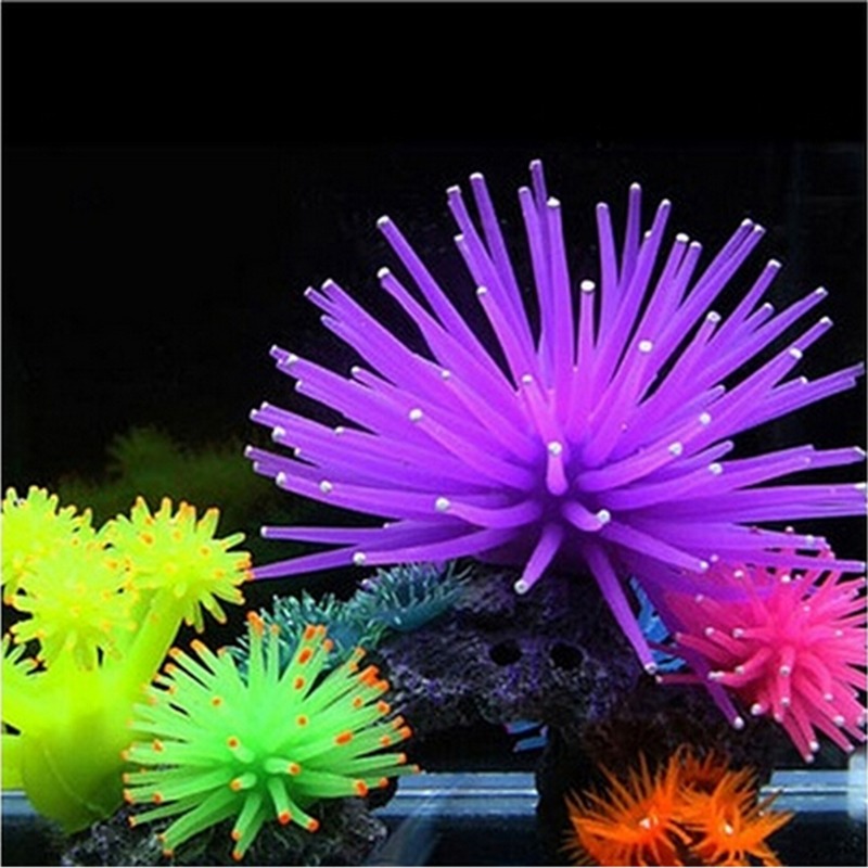 Anemone hiasan akuarium, hiasa - Aquarium Plant Design ulasan dan harga