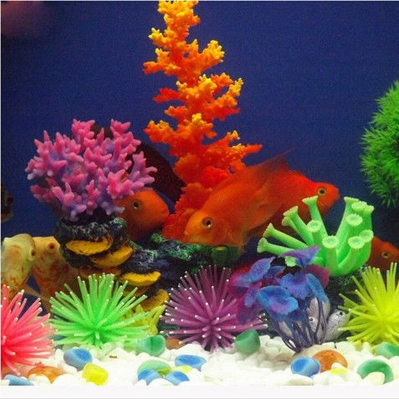 Anemone hiasan akuarium, hiasa - Aquarium Plant Design ulasan dan harga