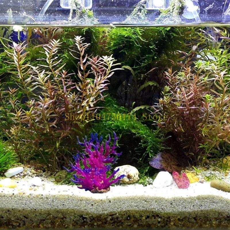 Tanaman Hias Pohon Buatan Tana - Aquarium Plants For Sale ulasan dan harga