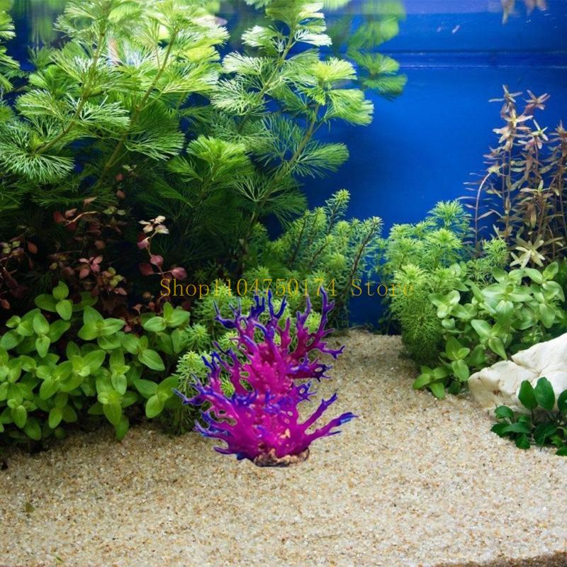 Tanaman Hias Pohon Buatan Tana - Aquarium Plants For Sale ulasan dan harga