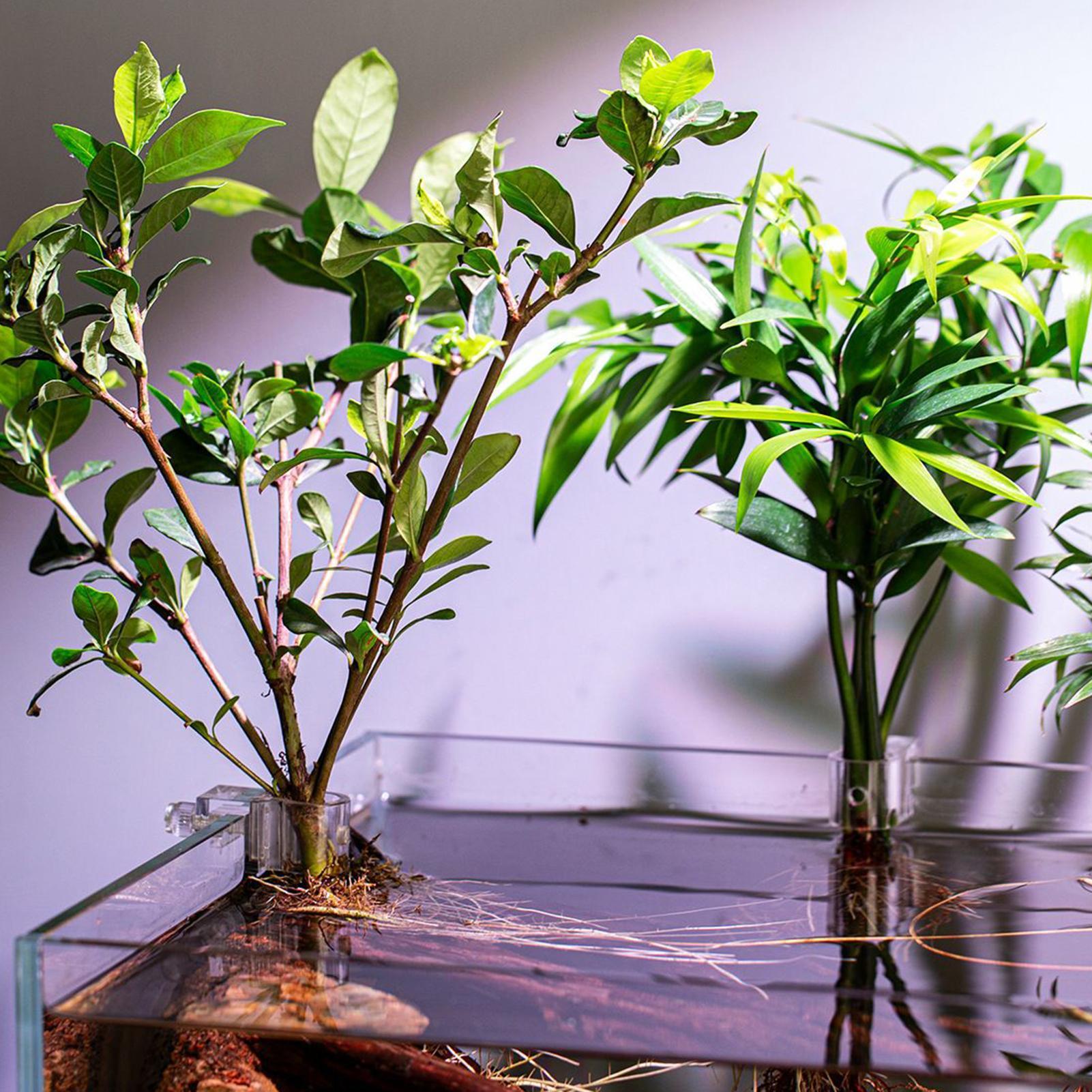 6 Buah Tempat Tanaman Akuarium - Aquarium Plant Ornament ulasan dan harga