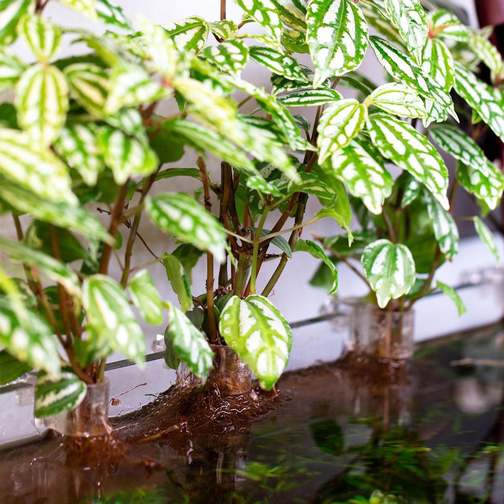 6 Buah Tempat Tanaman Akuarium - Aquarium Plant Ornament ulasan dan harga