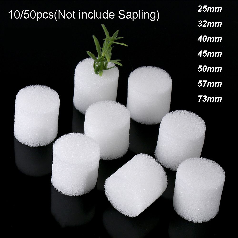 10/50 Buah Persediaan Kebun Ta - Aquarium Planted Seeds ulasan dan harga