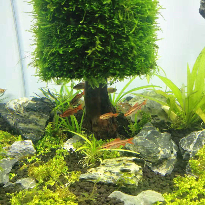 Dekorasi Akuarium Tanaman Air  - Aquarium Planted Seeds ulasan dan harga