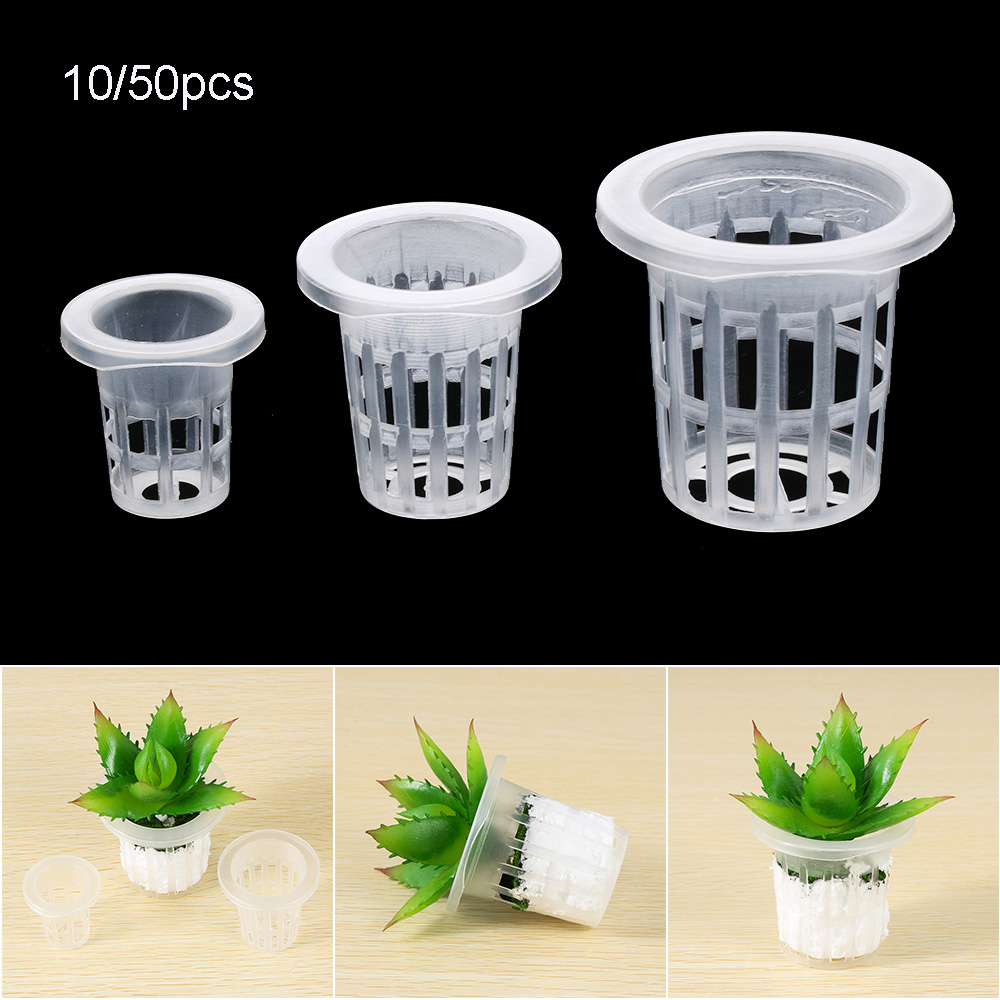 10/50 Buah Perlengkapan Berkeb - Aquarium Planted Seeds ulasan dan harga
