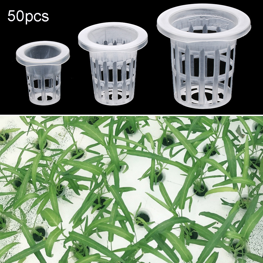 10/50 Buah Perlengkapan Berkeb - Aquarium Planted Seeds ulasan dan harga